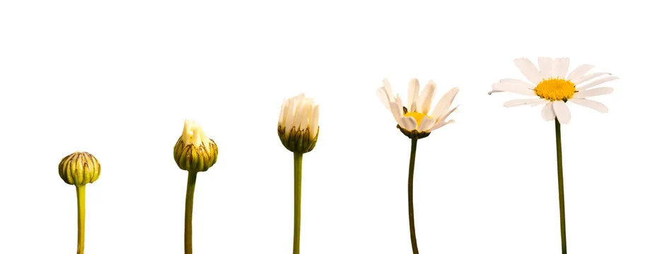 Cinque margherite in fila, dal bocciolo chiuso al fiore completamente aperto